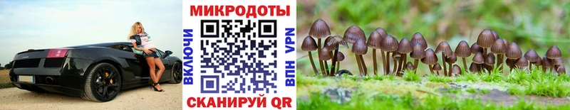 Псилоцибиновые грибы Psilocybine cubensis Чистополь